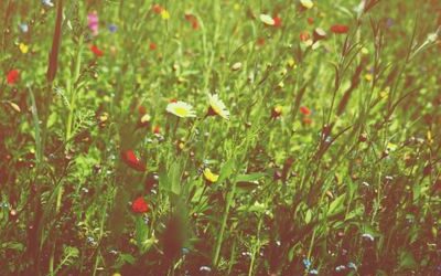 Es grünt so grün…